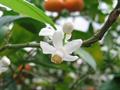 Taiwan tangerine
